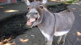 笨驴父子档,温馨幽默的亲子生活故事